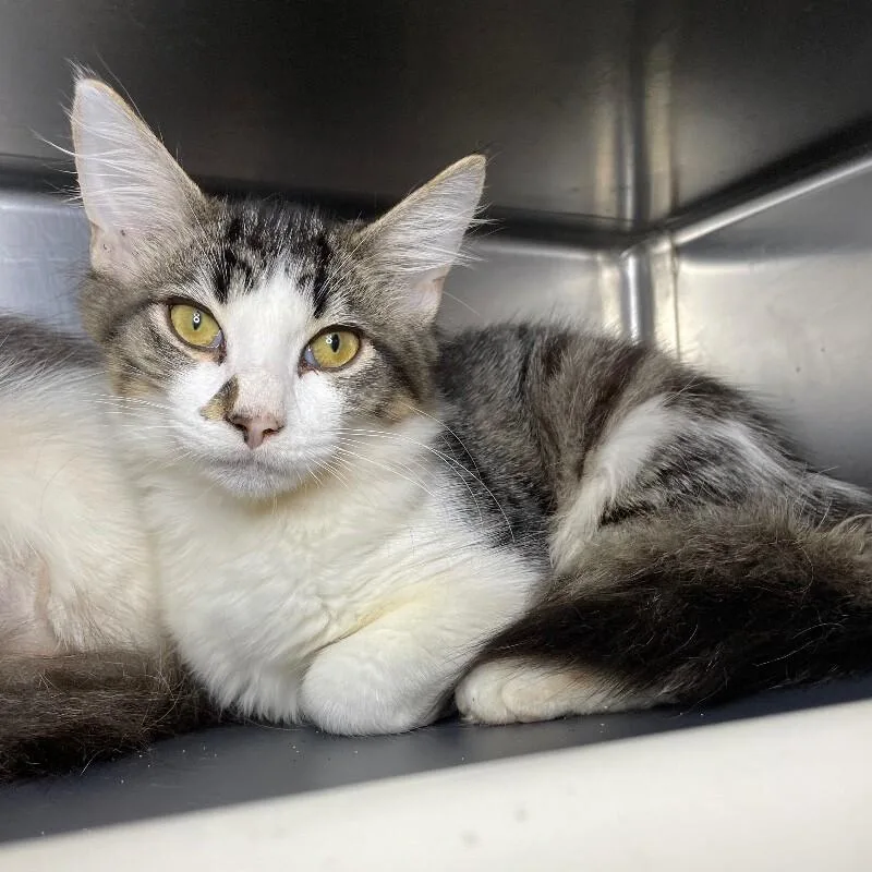 A young medium-sized male Domestic Medium Hair cat named Oolong for adoption in Roanoke, VA