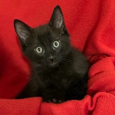 A baby small-sized male Black Domestic Short Hair cat named Roman for adoption in Upland, CA