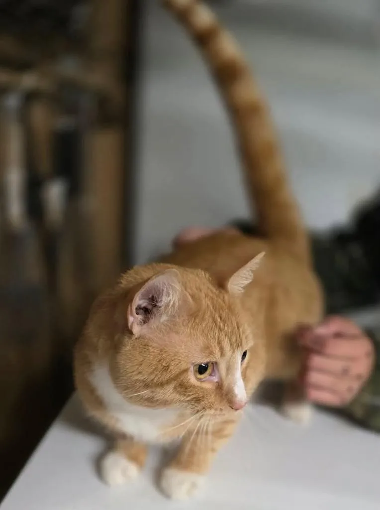 An adult medium-sized male Domestic Short Hair cat named Hemlock for adoption in Crossville, TN