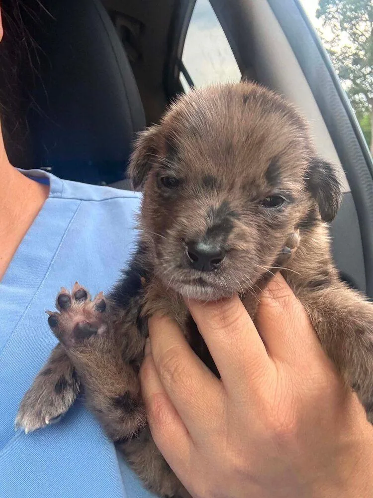 A baby medium-sized male Australian Shepherd dog named Louie for adoption in New York, NY