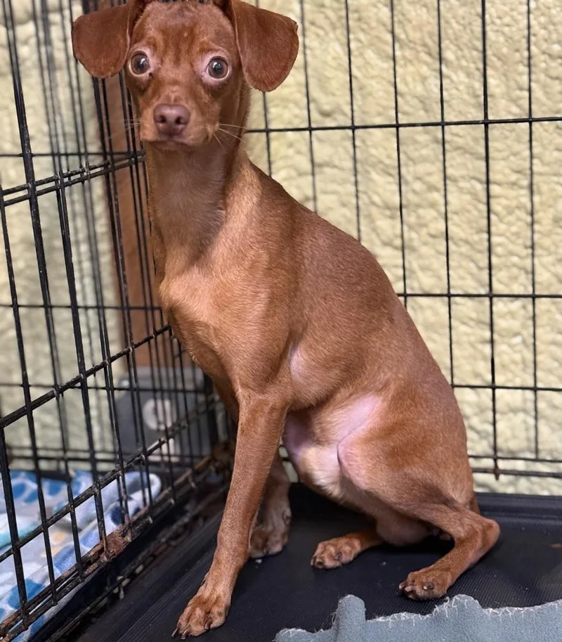 An adult medium-sized male Red / Chestnut / Orange Chihuahua dog named Callaway for adoption in Muskegon, MI