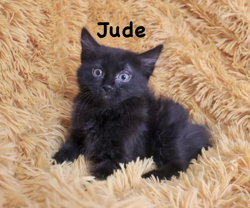 Jude thumbnail 4
