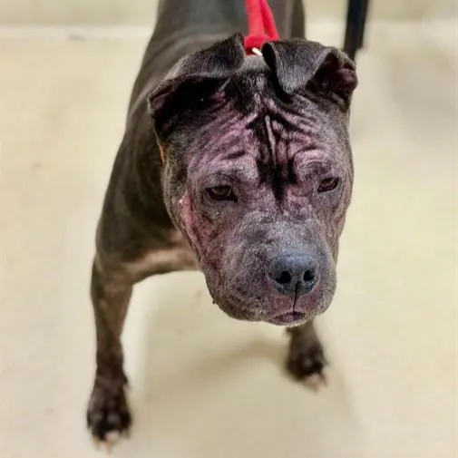 An adult medium-sized female Gray / Blue / Silver Pit Bull Terrier dog named Destiny for adoption in Columbia, MD