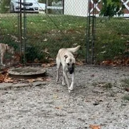 A young large-sized male Tricolor (Brown, Black, & White) Anatolian Shepherd dog named Oliver for adoption in Troy, MO
