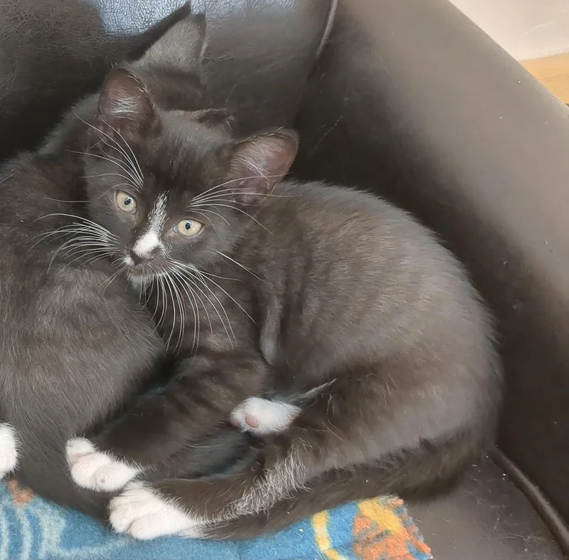 A baby medium-sized male Black & White / Tuxedo Domestic Short Hair cat named Sandy for adoption in Trenton, NJ