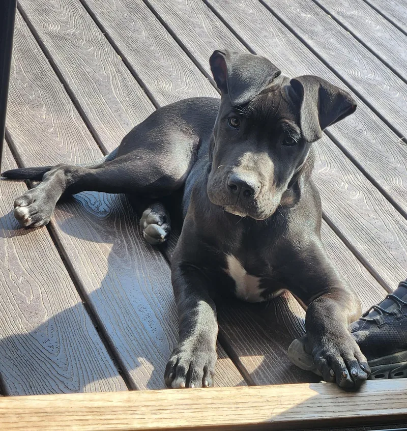 A baby large-sized male Black Great Dane dog named Lyle for adoption in Whitestown, IN