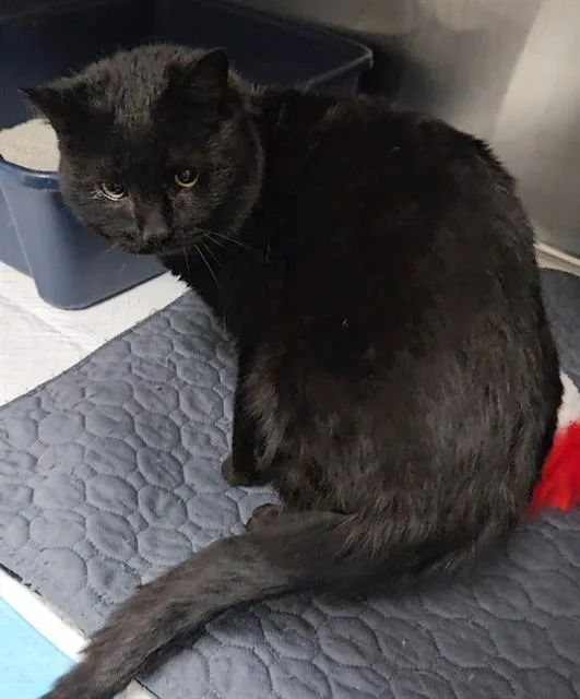 An adult large-sized male Domestic Medium Hair cat named A for adoption in Wylie, TX