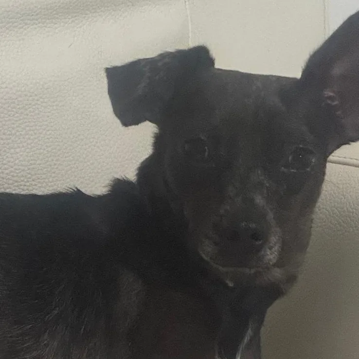 A young small-sized male Brindle Terrier dog named Bob for adoption in Miami, FL