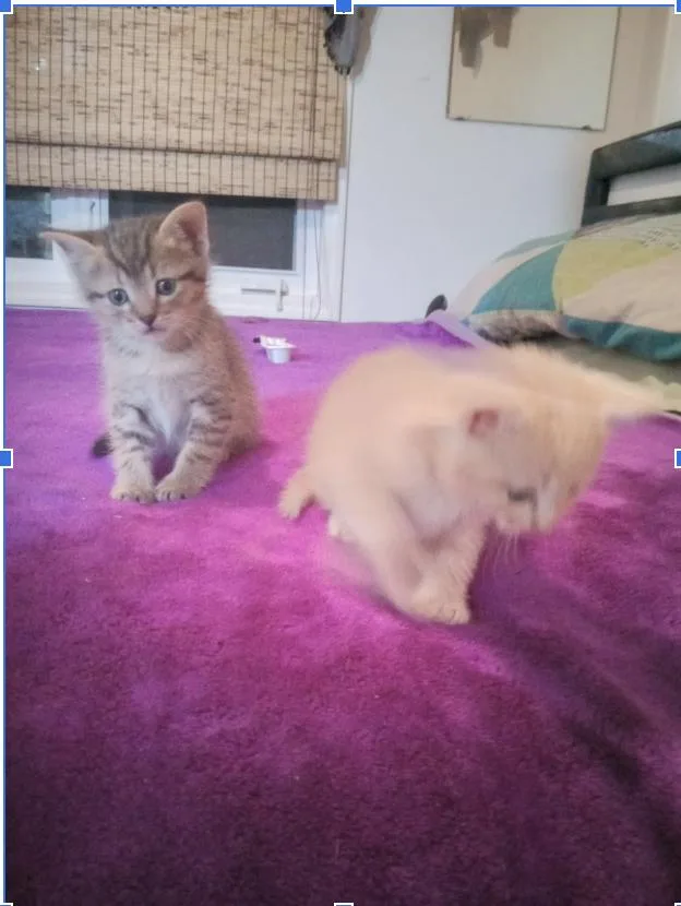 Ellen thumbnail 4