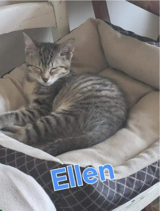Ellen thumbnail 5