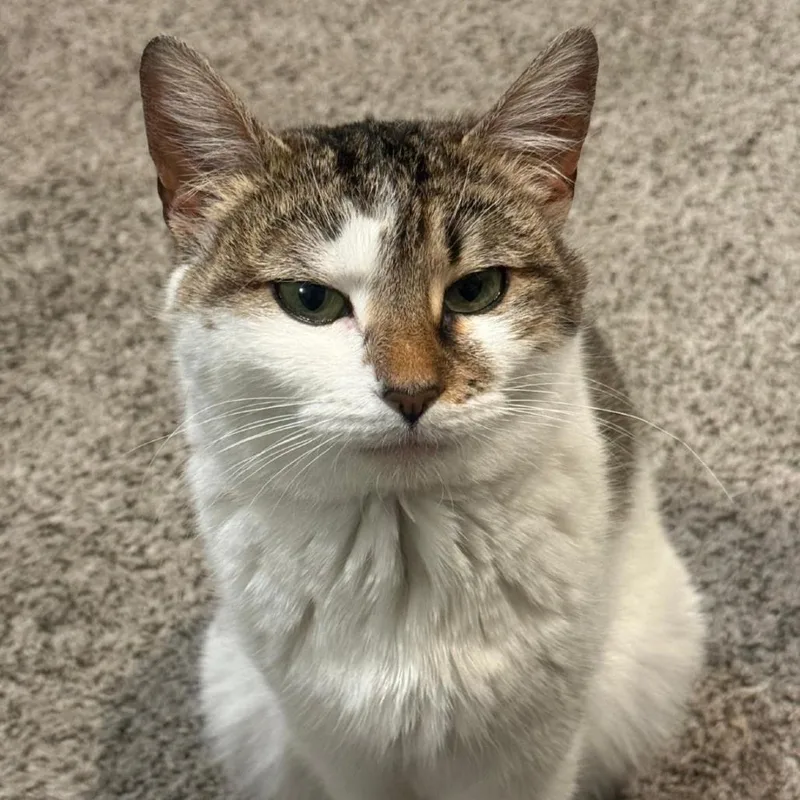 An adult medium-sized female White Domestic Short Hair cat named Katherine for adoption in Philadelphia, PA