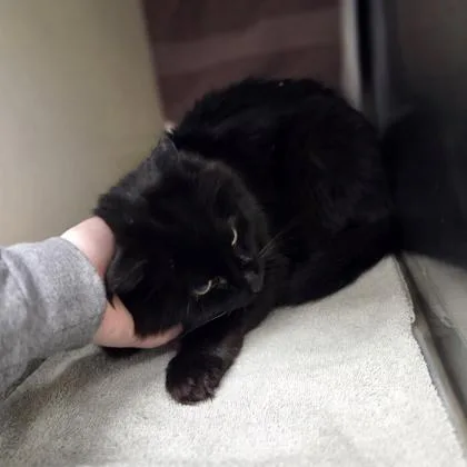 A senior medium-sized male Domestic Medium Hair cat named Figaro for adoption in Westland, MI