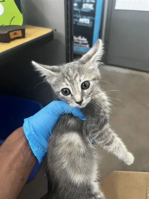 A baby medium-sized female Domestic Medium Hair cat named Ginger for adoption in Dallas, TX