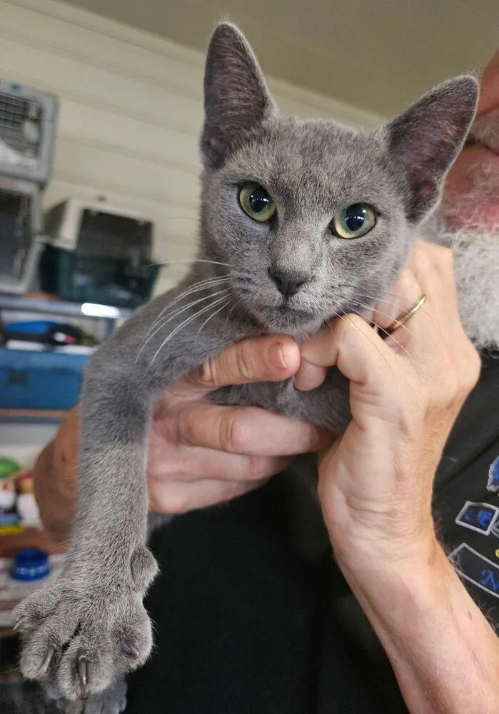 A baby medium-sized female Domestic Short Hair cat named Natalia for adoption in Panama City Beach, FL