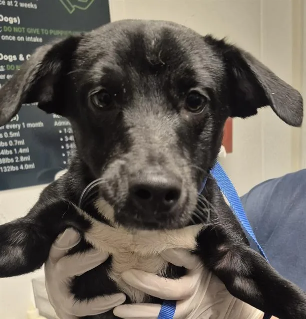 An adult medium-sized male Terrier dog named A for adoption in Bakersfield, CA