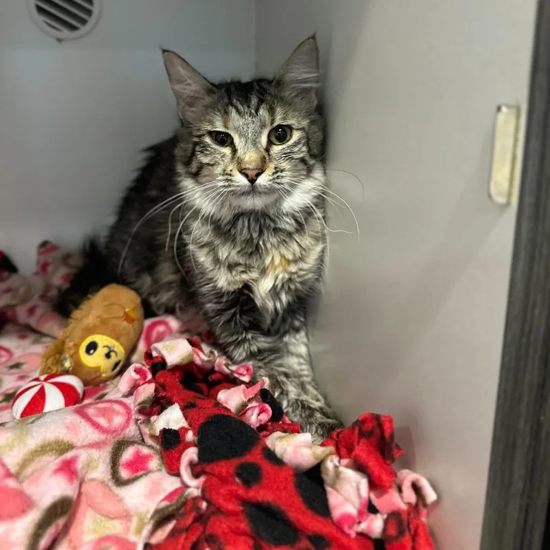 A young medium-sized female Gray / Blue / Silver Domestic Medium Hair cat named Chickfila for adoption in Matteson, IL