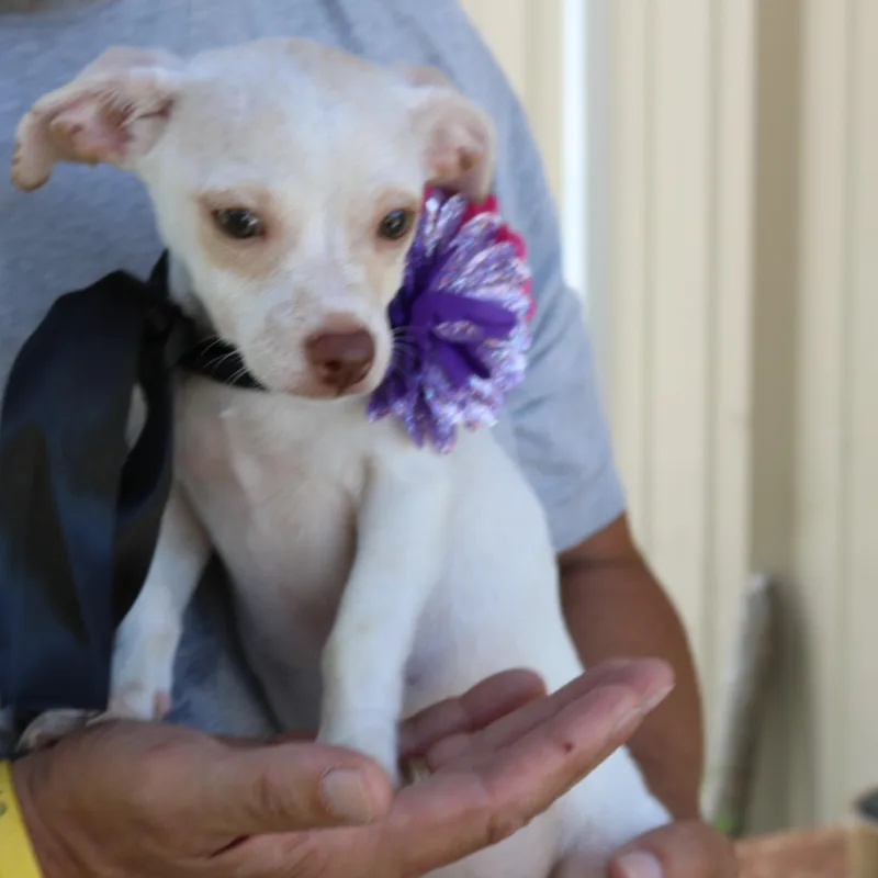 A baby small-sized female White / Cream Chihuahua dog named Darla for adoption in Bandera, TX