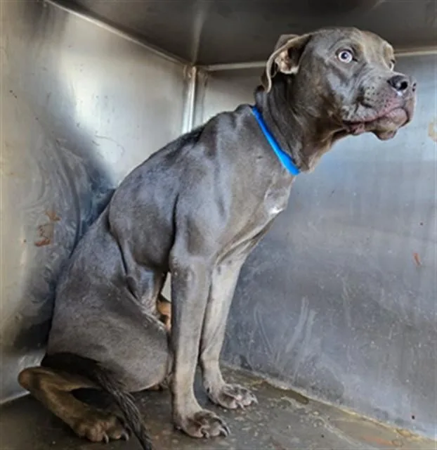 A young large-sized male Pit Bull Terrier dog named Punch for adoption in Riverside, CA