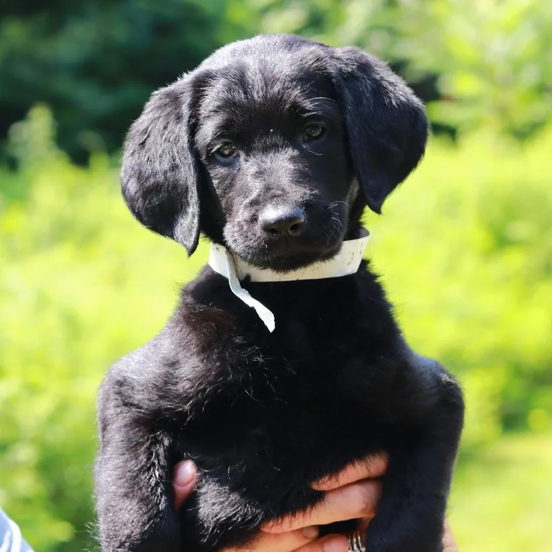 A baby medium-sized female Black Labrador Retriever dog named CT Dragonfly avail Jul for adoption in Eastford, CT