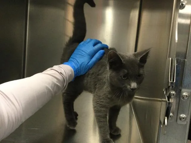A young small-sized female Domestic Short Hair cat named Araya for adoption in Thousand Palms, CA
