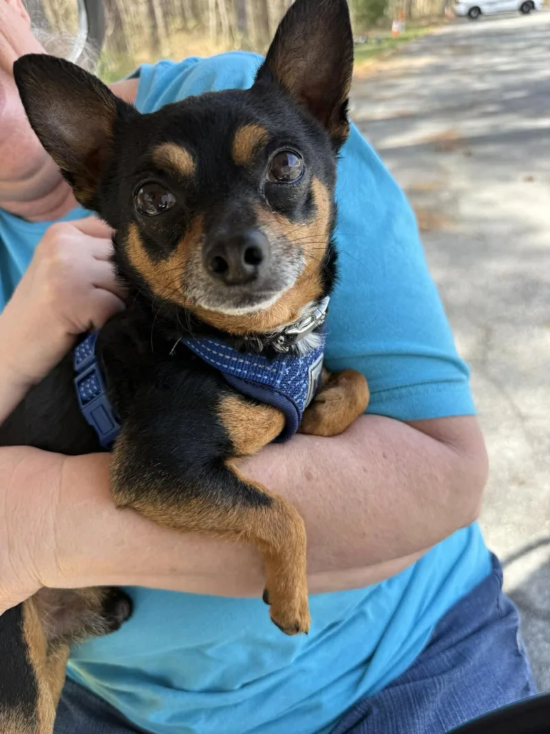 A young small-sized male Chihuahua dog named Treff for adoption in Berlin, MD