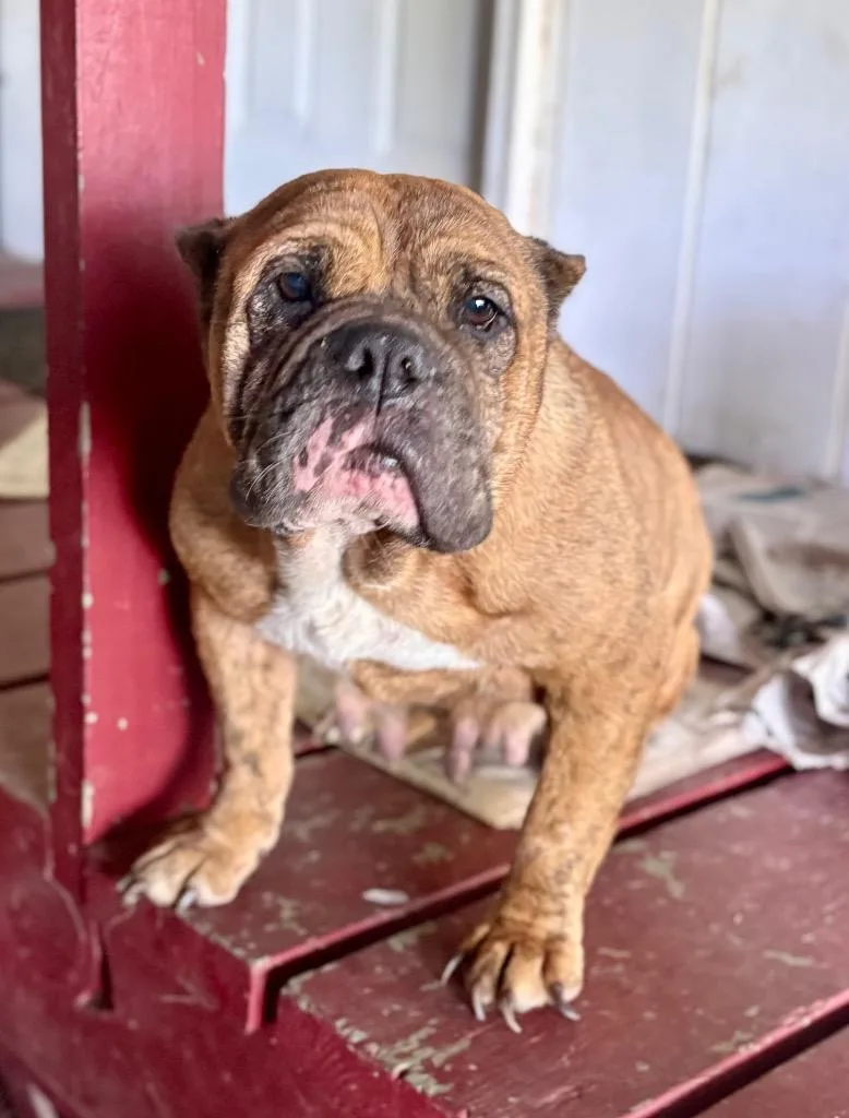 An adult medium-sized female Mixed Breed dog named Big Deborah for adoption in Rome, GA