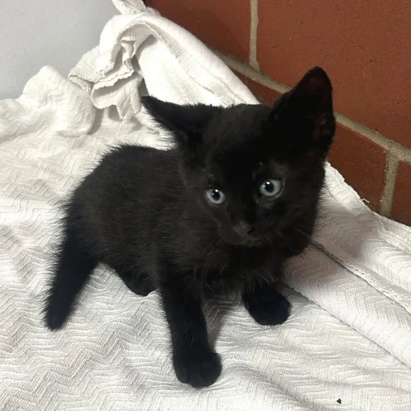 A baby small-sized male Black Domestic Medium Hair cat named Rocket for adoption in Cabot, AR