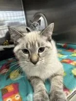 A young medium-sized male Blue Cream Siamese cat named Captain America for adoption in Manitowoc, WI