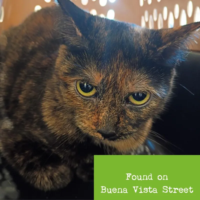 A young medium-sized female Tortoiseshell Domestic Short Hair cat named Pisces for adoption in Lynchburg, VA