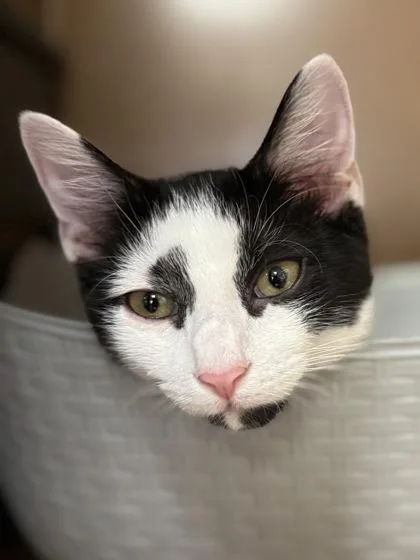 A baby small-sized male Domestic Short Hair cat named Jessie James $ for adoption in Seneca, SC