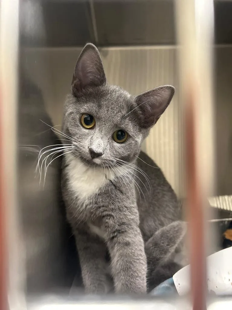 A baby small-sized female Domestic Short Hair cat named 2026-05-217 for adoption in Winder, GA