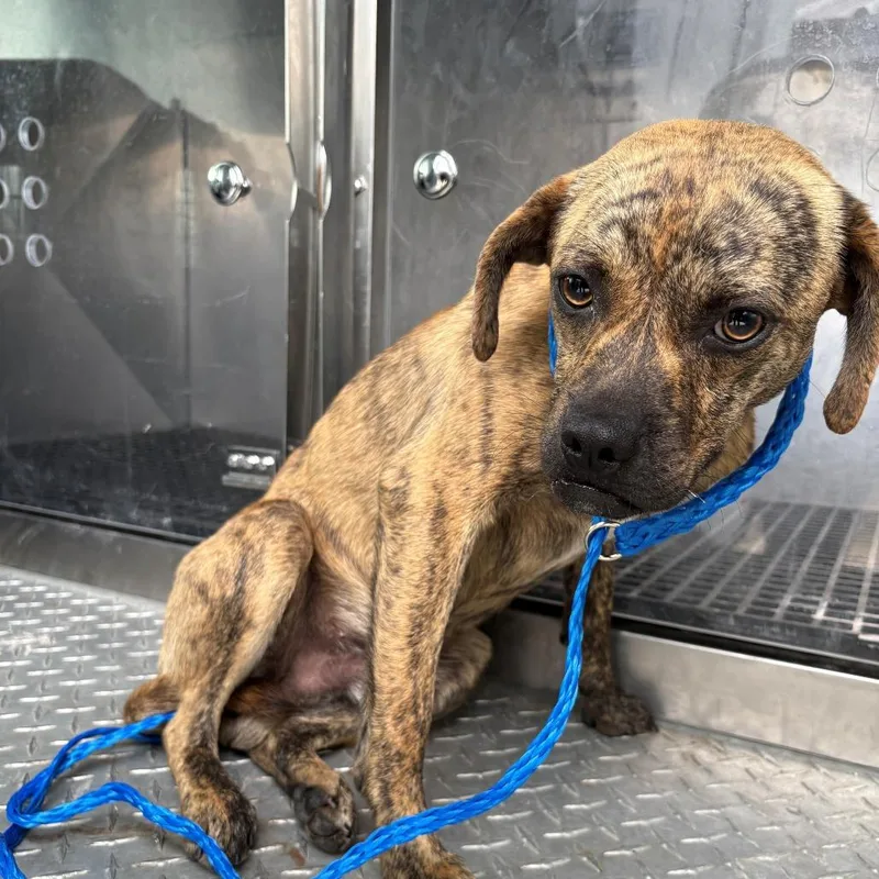 A young small-sized male Brindle Mixed Breed dog named Jaws for adoption in Bryan, TX