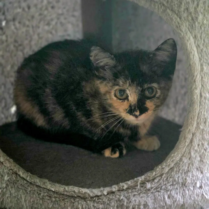 A baby small-sized female Tortoiseshell cat named Zelda for adoption in Bentonville, AR