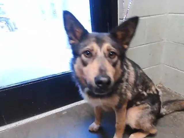An adult large-sized female German Shepherd Dog dog named Venus for adoption in Tulsa, OK