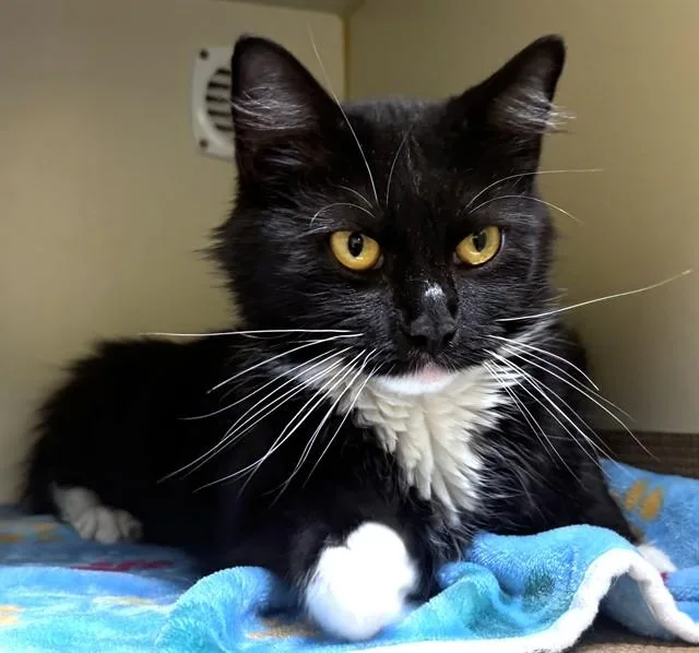 An adult medium-sized female Domestic Long Hair cat named Quiche for adoption in Dedham, MA