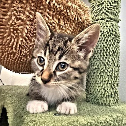 A baby medium-sized female Tabby cat named Lilly for adoption in Rutherfordton, NC