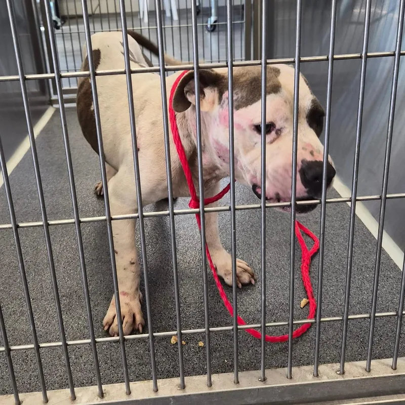 An adult medium-sized male White / Cream Terrier dog named Patches for adoption in Montgomery, AL