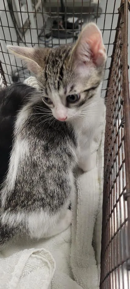 A baby small-sized male Domestic Short Hair cat named Jelly for adoption in Chatsworth, CA