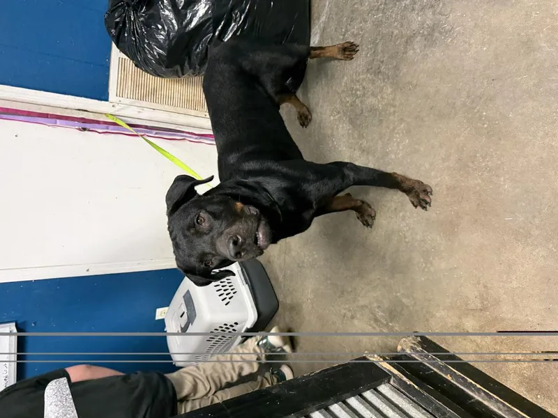 A young extra large-sized male Rottweiler dog named Beefcake for adoption in Ozark, AL