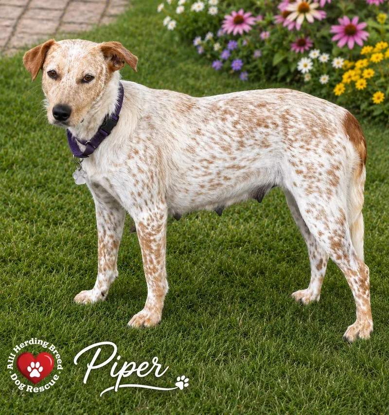 Piper thumbnail 3