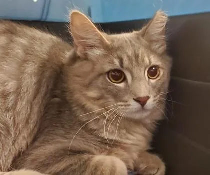 An adult large-sized male Domestic Medium Hair cat named Titan for adoption in Kansas City, MO
