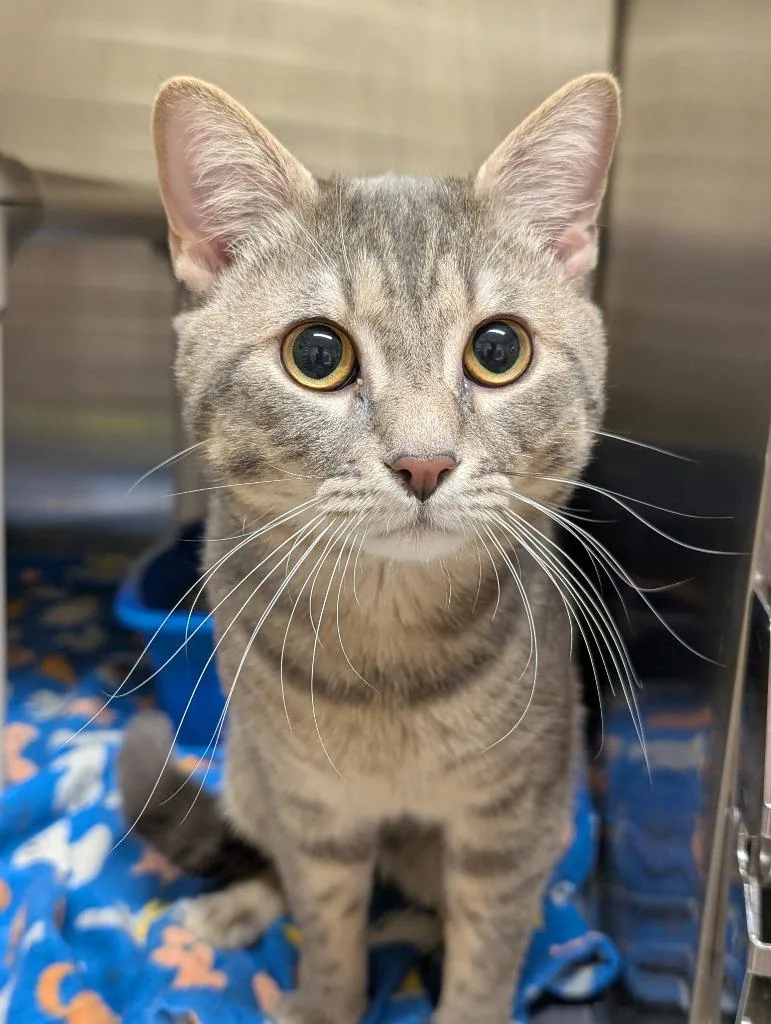 A young medium-sized male Domestic Short Hair cat named Phoenix for adoption in Fall River, MA