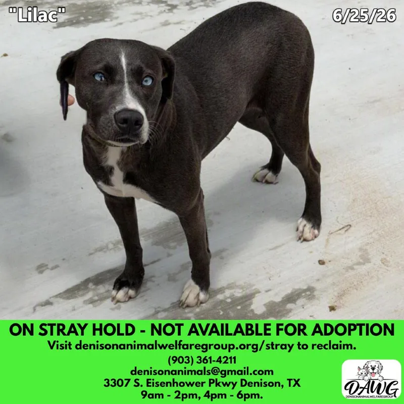 A young medium-sized female Gray / Blue / Silver Mixed Breed dog named Lilac for adoption in Denison, TX