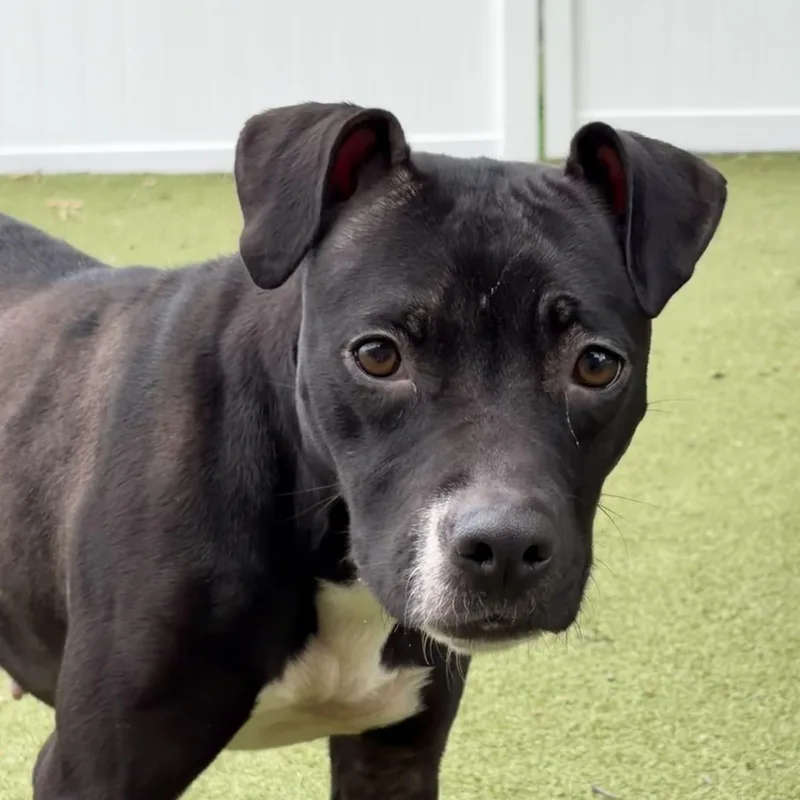 A young medium-sized female Boxer dog named Diamond for adoption in New Bedford, MA