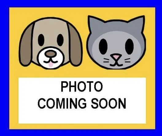 A baby small-sized female Domestic Short Hair cat named Pearl for adoption in San Antonio, TX