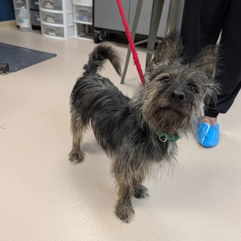 An adult small-sized male Mixed Breed dog named Jeebie for adoption in Newark, NJ