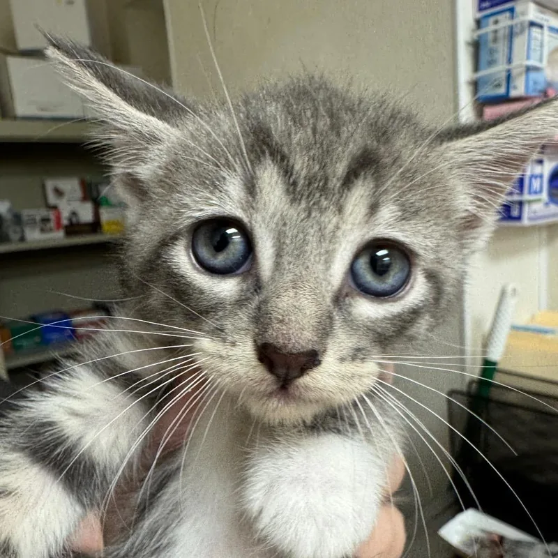 A baby small-sized female Gray / Blue / Silver Domestic Short Hair cat named Cupcake for adoption in Pekin, IL