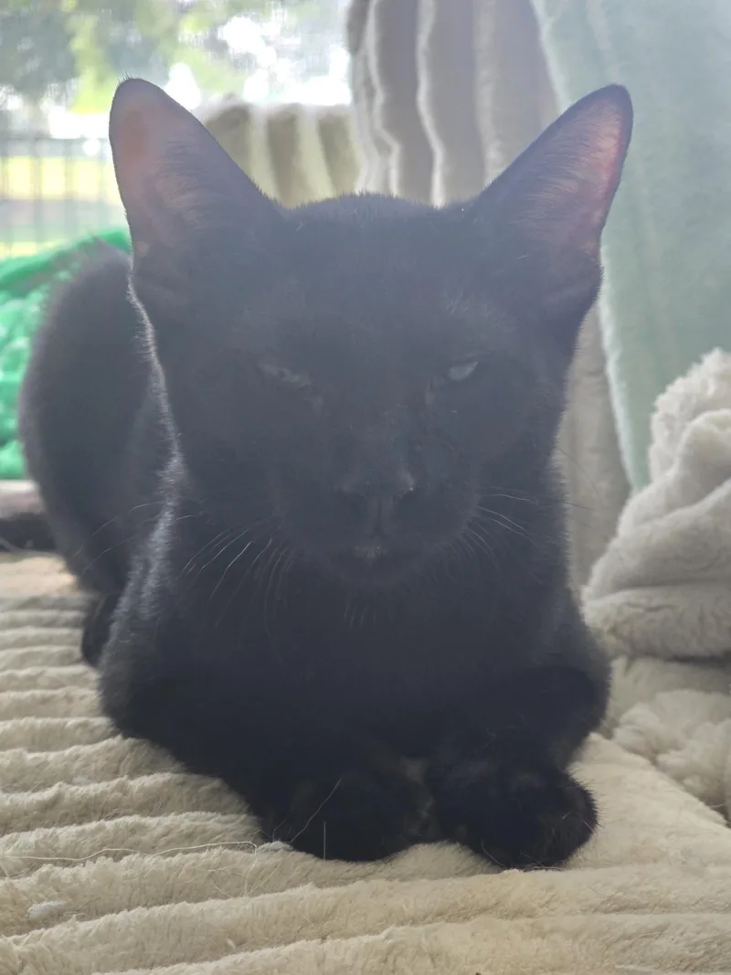 A baby medium-sized female Domestic Short Hair cat named Luci for adoption in Orlando, FL