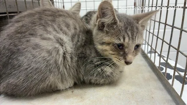 A baby small-sized female Domestic Short Hair cat named Sabrina for adoption in Ocala, FL