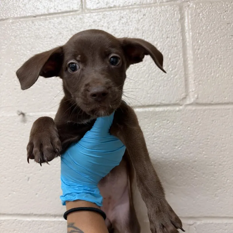A baby small-sized male Brown / Chocolate Labrador Retriever dog named Teddy for adoption in Birmingham, AL
